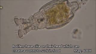 Rotifers under the microscope [upl. by Ronyam]