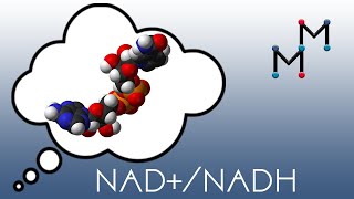 NADNADH Mechanism amp Coenzyme Chemistry [upl. by Wilinski]