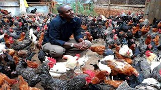 HOW TO START A FREE RANGE POULTRYCHICKEN FARM [upl. by Subir]