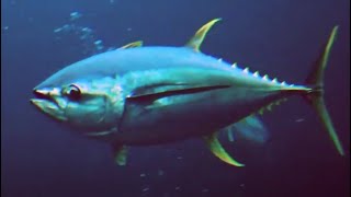 Facts The Tuna [upl. by Eleinad]