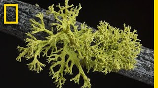 Whats in a Lichen How Scientists Got It Wrong for 150 Years  Short Film Showcase [upl. by Elsi]