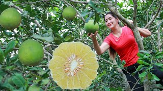 Bring pomelo home  Pomelo fruit cooking  Large citrus fruit harvest in my homeland [upl. by Intosh]