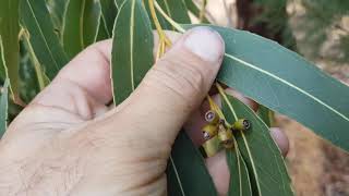 Eucalyptus nitens  Identification amp Information [upl. by Pauletta293]