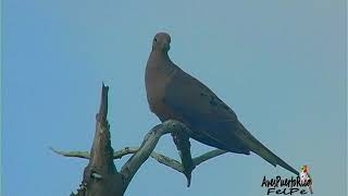 TÓRTOLA RABIICHE cantando Mourning Dove Zenaida macroura macroura SUBESPECIE Puerto Rico [upl. by Avis]