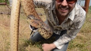 Bull Snakes  Wild in America [upl. by Adamo]