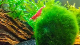 How to Keep Marimo Moss Balls in Your Aquarium [upl. by Everick]