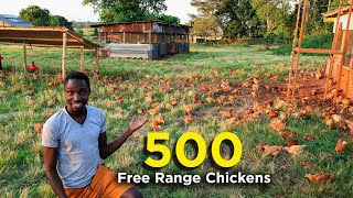 Free Ranging 500 Chickens  First Day Outside [upl. by Casilda]