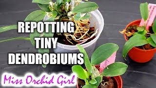 Repotting Dendrobium Orchid seedlings [upl. by Ssac]