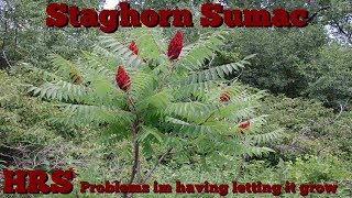 ⟹ STAGHORN SUMAC  Rhus typhina  Suckers coming up everywhere [upl. by Nedry305]