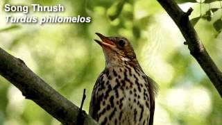 Song Thrush Birdsong [upl. by Locin]