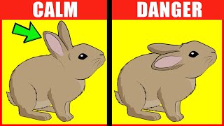 Rabbit Body Language Explained [upl. by Eart440]