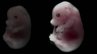 Mouse embryo developing over time [upl. by Ekaterina516]