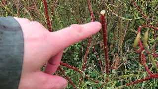 DOGWOOD PRUNING TUTORIAL [upl. by Prinz381]