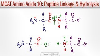 Amino Acid Peptide Linkage and Hydrolysis Reactions [upl. by Nnaira]