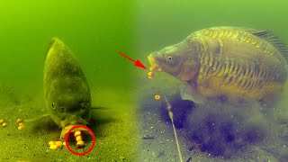 Best carp underwater fishing compilation 2020 High quality [upl. by Laresa]