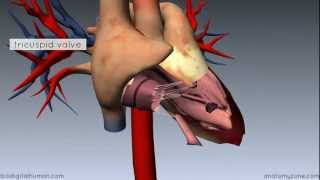 Heart Anatomy  Right Ventricle  3D Anatomy Tutorial [upl. by Yblek]