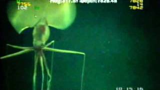 Magnapinna Squid Filmed at Drilling Site [upl. by Yenaiv]