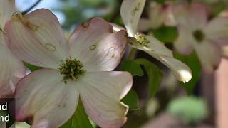 Plant Profile Dogwood Trees [upl. by Zephaniah716]