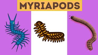 Myriapods Characteristics [upl. by Suzette970]