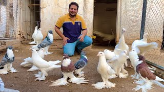 Ground Birds Fancy Kabootar Pheasant Farming Peacock Dance Hen Hatching Chiks Hsn Entertainment [upl. by Newcomb664]