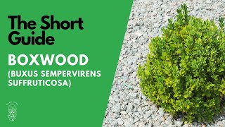 The Short Guide to the Boxwood Buxus Sempervirens [upl. by Angele755]