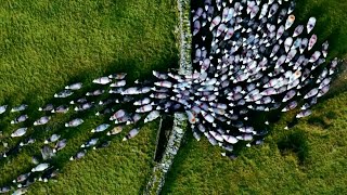 Este pastor inglés lleva a sus ovejas de vuelta a la granja  NATIONAL GEOGRAPHIC ESPAÑA [upl. by Fasto]