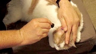 How to treat your cats ear infection at home using tea tree oil [upl. by Irap]