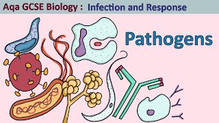 Science  GCSE Biology  Aqa Infection and Response The Four Pathogen Types [upl. by Esinej210]