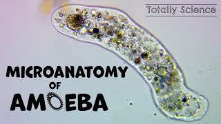 The Microanatomy of Amoeba  Show You the Secret of Amoeba Under a Microscope [upl. by Elo]