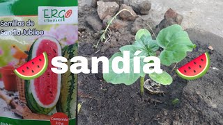 Como germinar y plantar sandía🍉watermelon🍉 [upl. by Eeladnerb915]