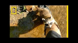 Adorable Raccoon Babies Make Human Friend  National Geographic [upl. by Avril]