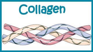 Collagen  Structure classification biosynthesis and clinical importance [upl. by Onitselec97]