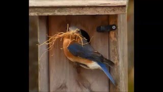 Eastern Bluebirds Nesting [upl. by Odette597]