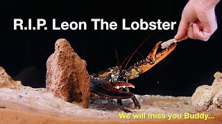 RIP Leon The Lobster We will miss you Buddy [upl. by Aiak]