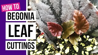 How to propagate Begonias from leaf cuttings  Begonia care tips [upl. by Arezzini975]