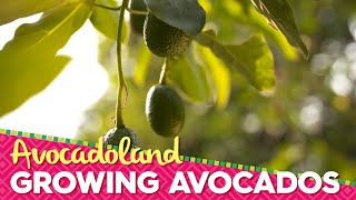 Avocadoland  Episode 1  Avocados From Mexico [upl. by Fernald]