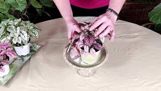 How to Prune Houseplants to Make them Bushy Polka Dot Plant [upl. by Farmer]