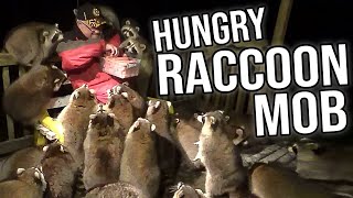 Man Gets Mobbed By Fattest Raccoons Ive Ever Seen [upl. by Barrett]