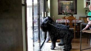 Bouvier des Flandres Burglar Alarm [upl. by Noella884]