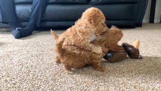 Mitsy amp Finn’s Maltipoo Puppies 6 weeks [upl. by Talley334]