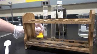 Investigating Enzymes in Liver [upl. by Carmencita]