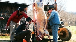 Beef Butchering on Family Farm  Homestead Food Production [upl. by Olnay888]