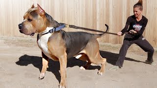 These Are 10 Most Dominant Dog Breeds [upl. by Eednarb]