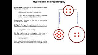 Hypertrophy and Hyperplasia [upl. by Ahsam134]