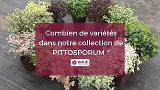 Collection de Pittosporum  Pépinières Roué [upl. by Hasen]