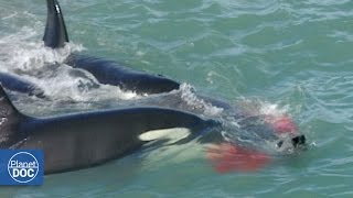 Killer Whales Attack Elephant Seal Patagonia [upl. by Eiralih]