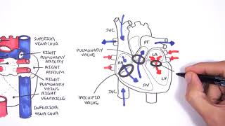 Introduction to Cardiac Heart Anatomy and the Chest Xray [upl. by Nilkoorb]