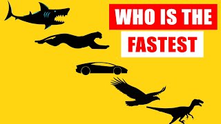 Speed Comparison Worlds Fastest Animals [upl. by Held]