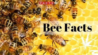 Bee Facts  All About Honeybees Bumblebees and Queen Bees [upl. by Mead591]