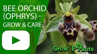 Bee Orchid  Ophrys  grow amp care Beautiful Orchids [upl. by Rehpotsirhcnhoj577]